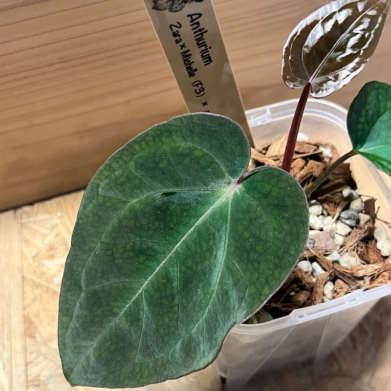 アンスリウム ザラ×ミシェル ×アントラキー 'ヤード' | GREEN LUCK