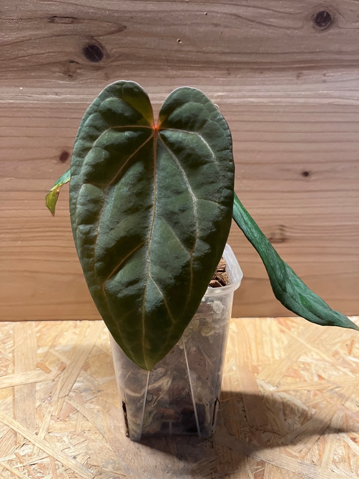 アンスリウム Midnight Velvet×Crystallinum【Red】×Carlab