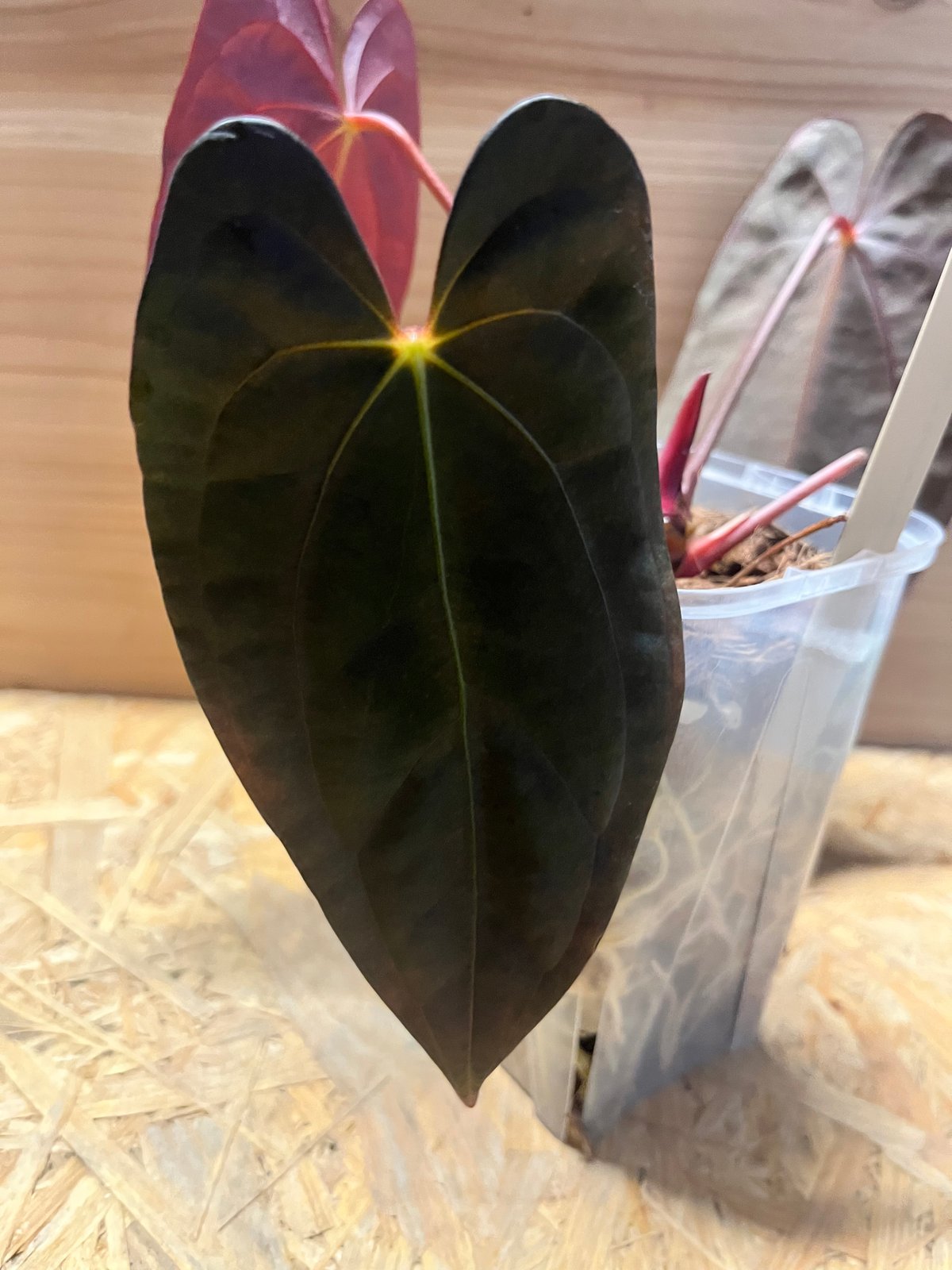 2 アンスリウム　パピリラミナム　FS フォートシャーマン×ダークフェニックス 2 アンスリウム パピリラミナム FS フォートシャーマン×ダーク