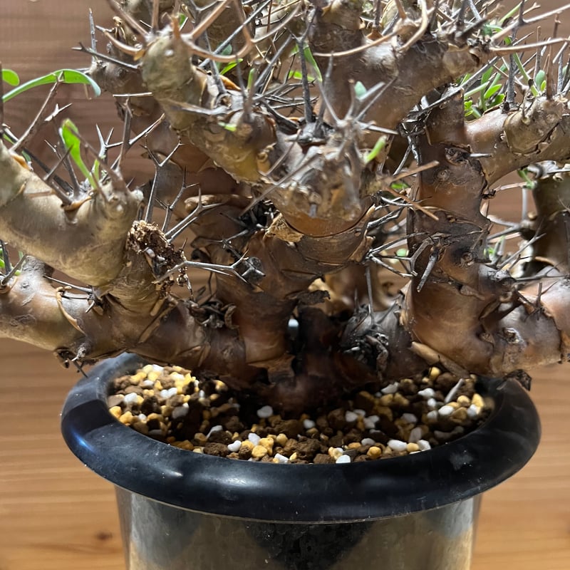 オトンナ ユーフォルビオイデス | GREEN LUCK