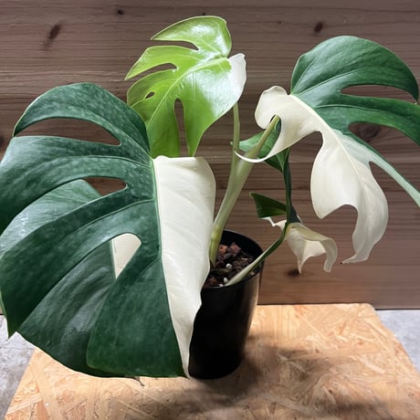ホワイトモンスター 斑入り モンステラ ❗ラスト値下げ 斑入りモンステラ（ホワイトモンスター）の育て方｜植物図鑑