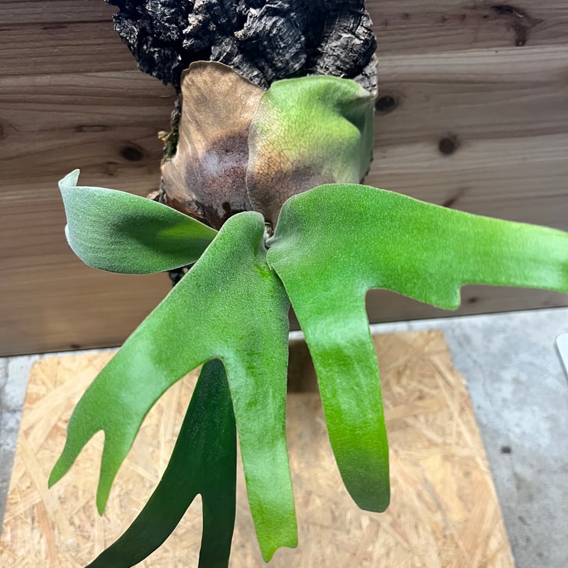 ビカクシダ 'フーンシキ' | GREEN LUCK