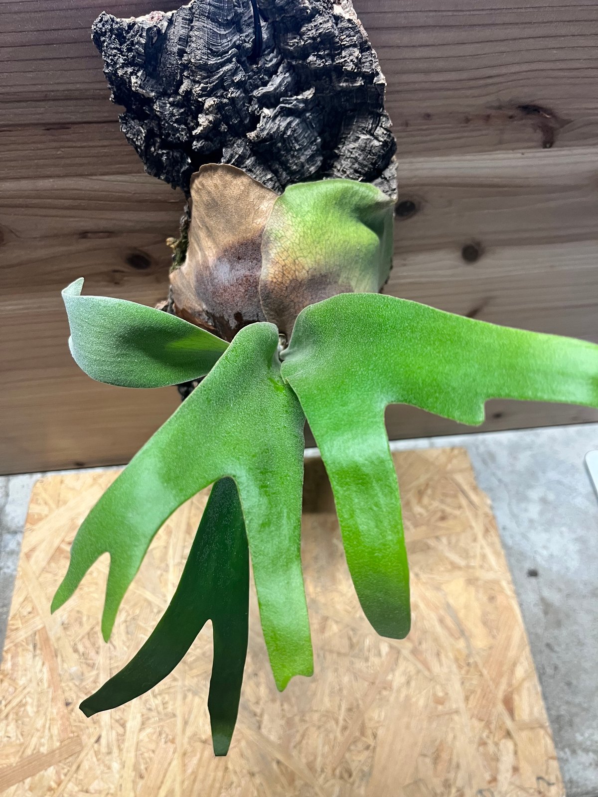 1/27写真更新　ビカクシダ　フーンシキ　oc ビカクシダ 'フーンシキ' | GREEN LUCK