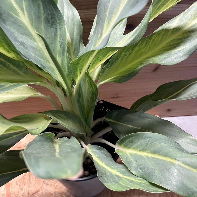 アグラオネマ sp. | GREEN LUCK