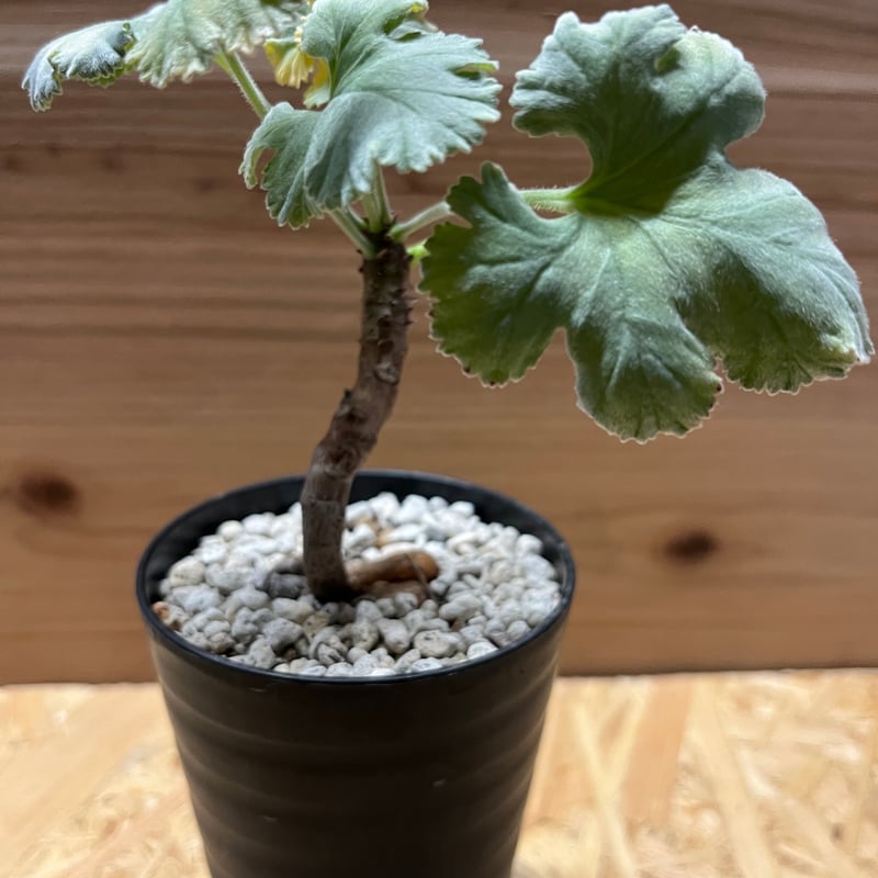 ペラルゴニウム ミラビレ | GREEN LUCK