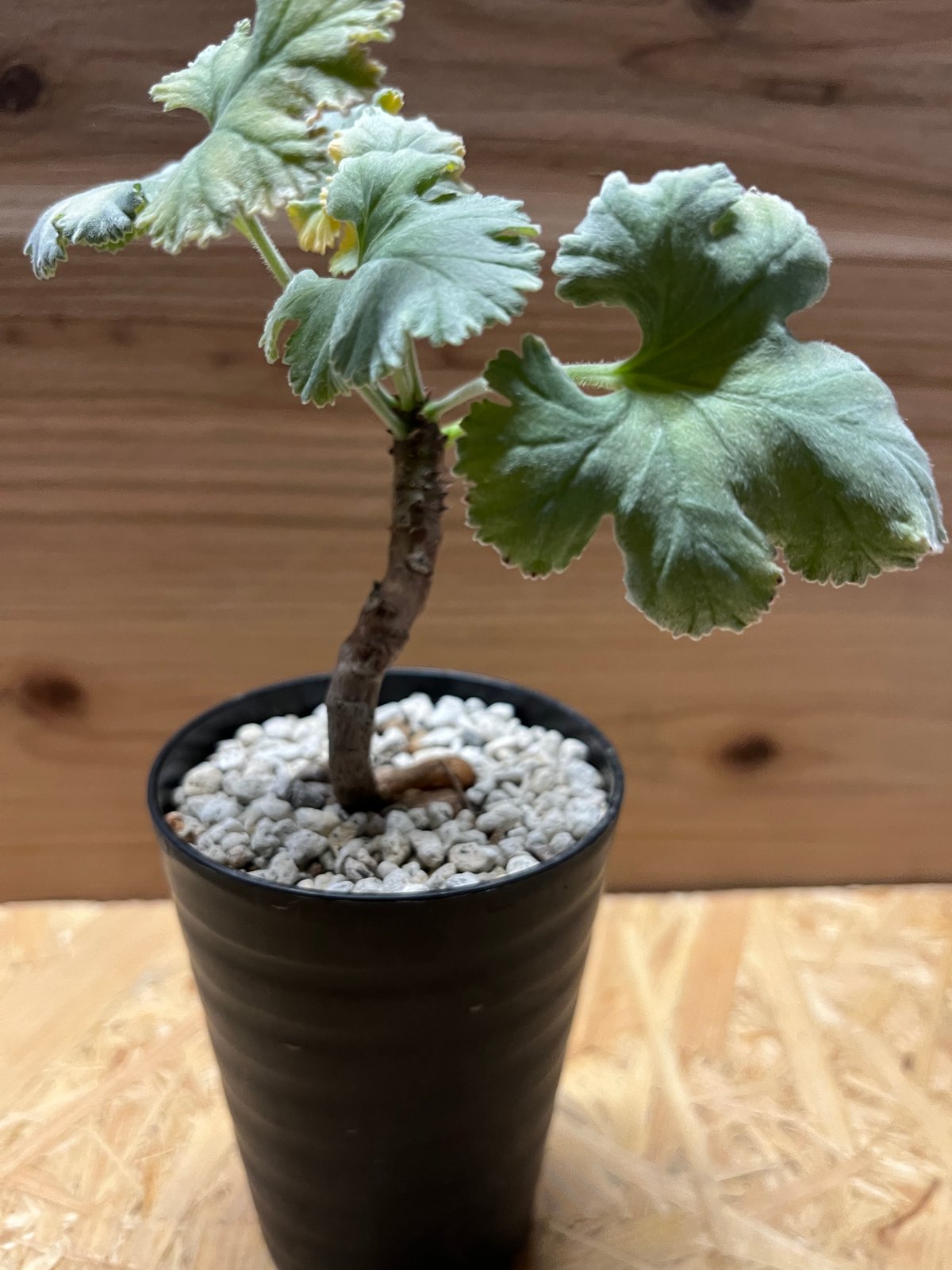 ペラルゴニウム ミラビレ | GREEN LUCK