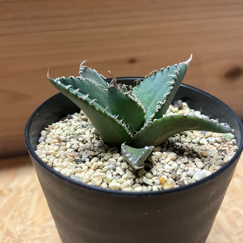 アガベ チタノタ 南アフリカダイヤモンド SAD メリクロン | GREEN LUCK