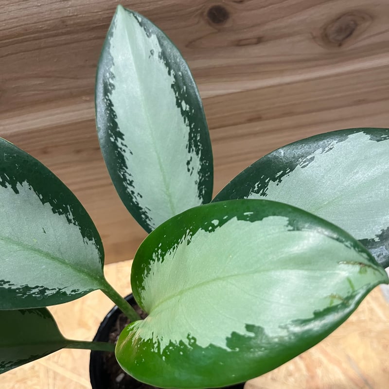 アグラオネマ オオサカブラック | GREEN LUCK