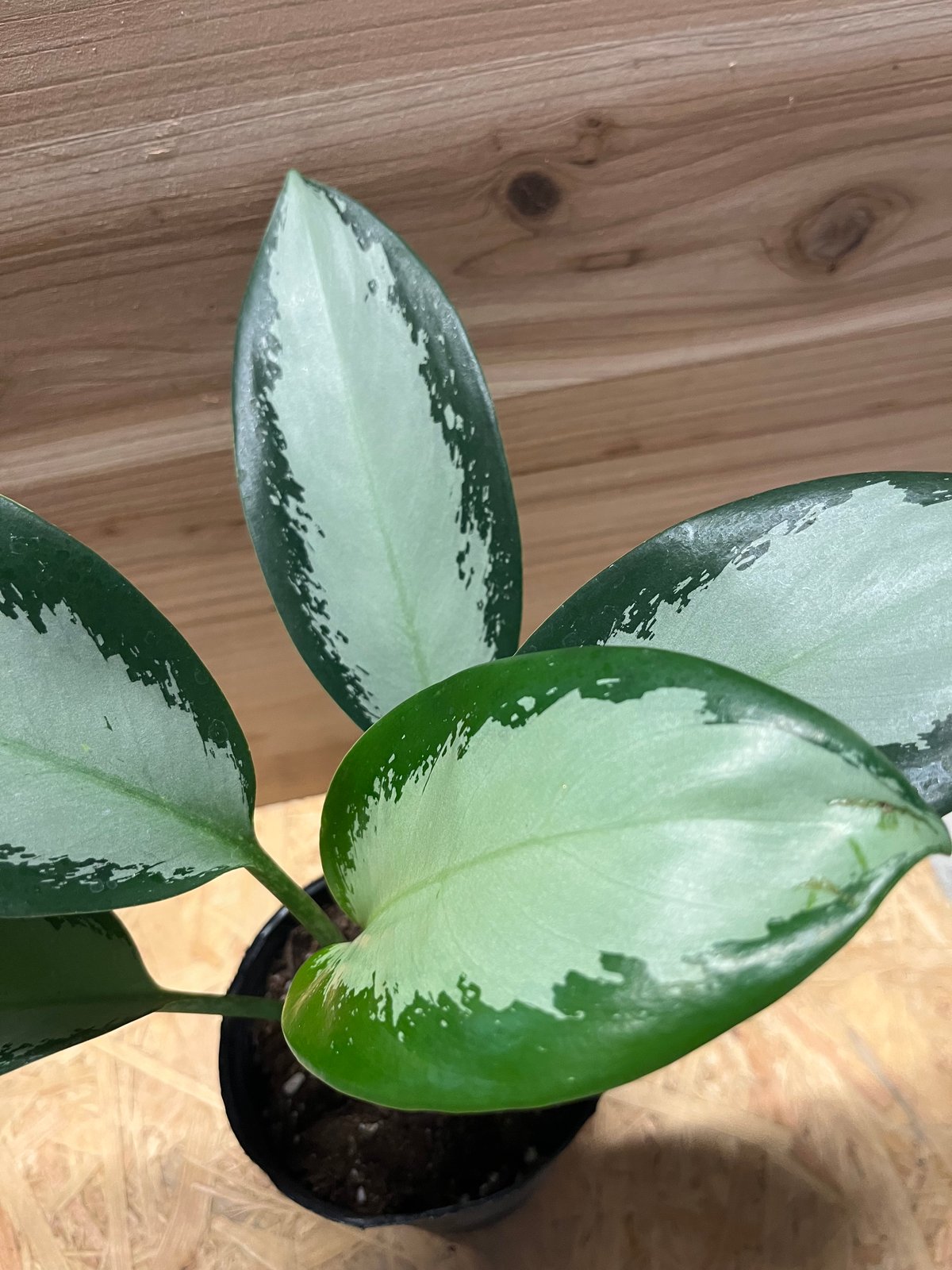 アグラオネマ　オオサカブラック　No.002　鉢、送料込　メルカリ便 アグラオネマ オオサカブラック No.002 鉢、送料込 メルカリ便