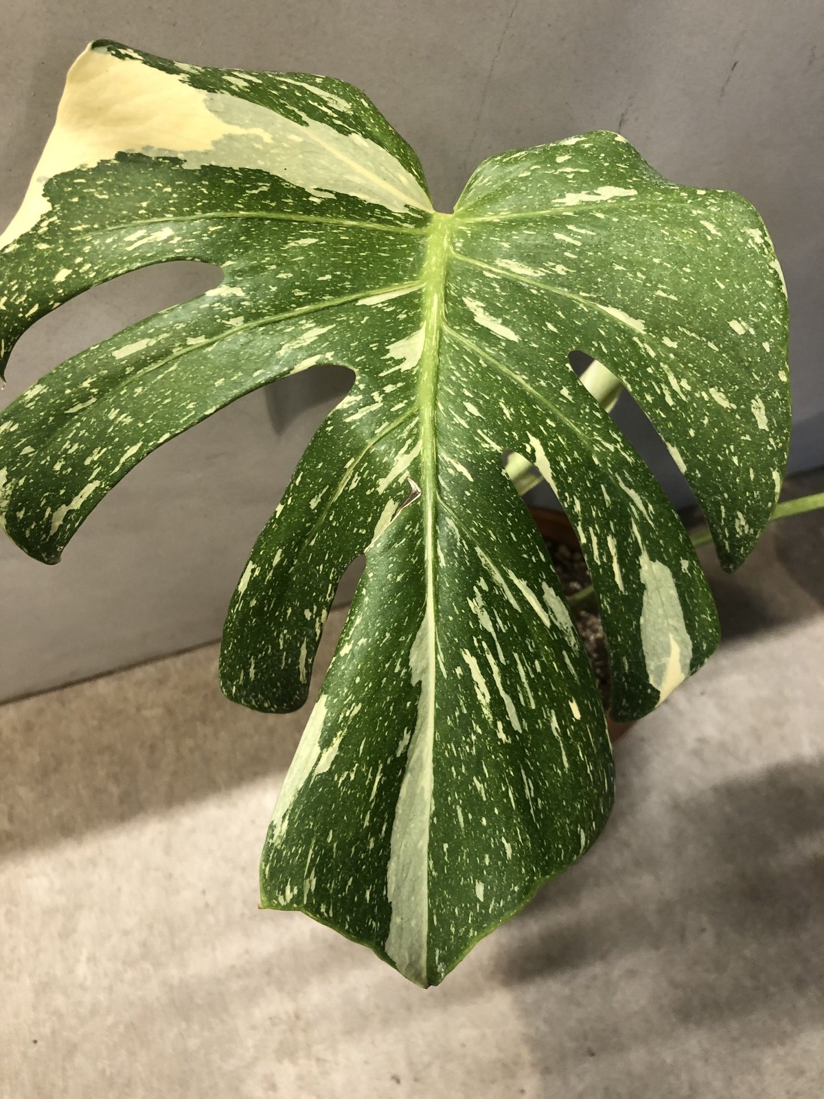 斑入りモンステラ イエローモンスター | GREEN LUCK