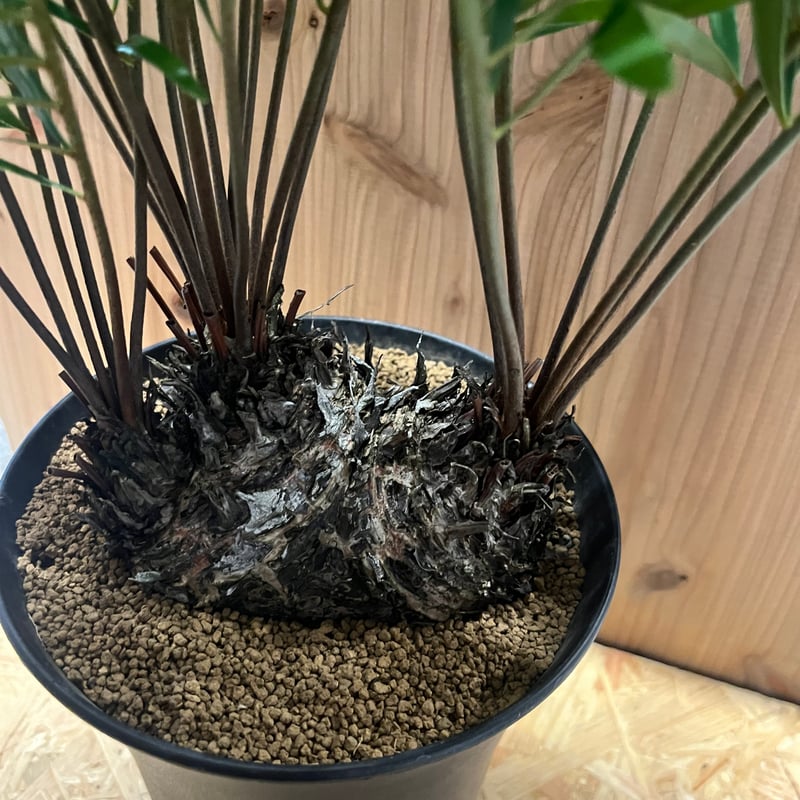 現地株　特大　ザミア　フロリダーナ　マルチヘッド　発根済み　鉢のまま発送　8号鉢 現地株 特大 ザミア フロリダーナ マルチヘッド 発根済み 鉢のまま発送