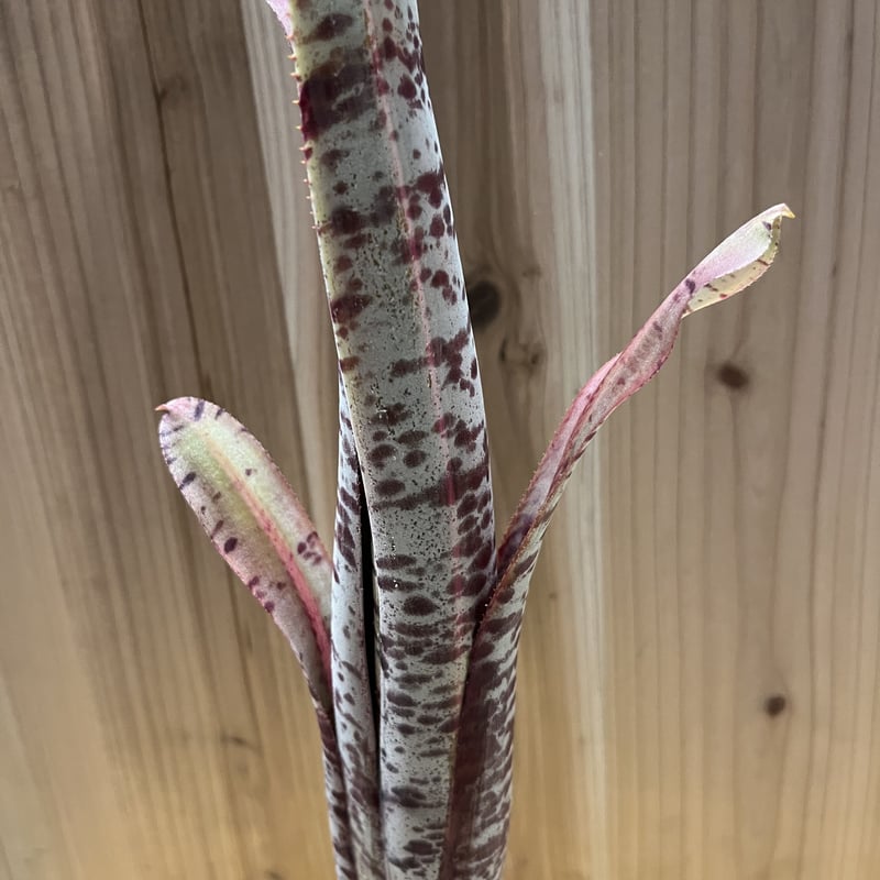 ケスネリア ラファエルオリベイラ | GREEN LUCK