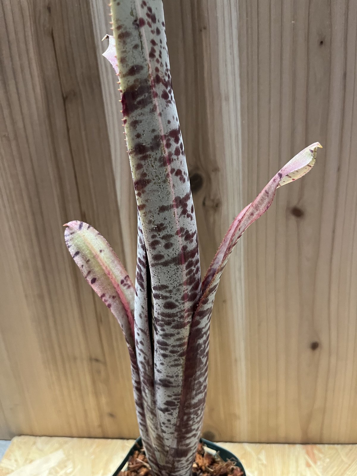 ② ラファエルオリベイラ　斑入り ケスネリア ラファエルオリベイラ | GREEN LUCK