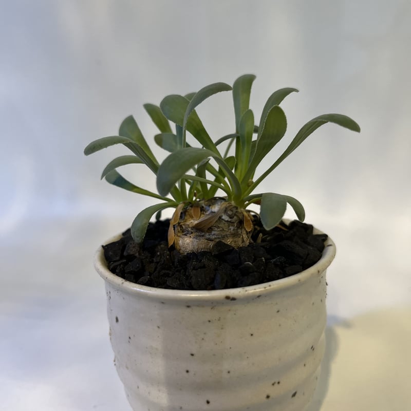 ユーフォルビア　オトンナ　レトロルサ　大株 Amazon｜遊恵盆栽 コーデックス：オトンナ レトロルサ*葉幅25cm 現品