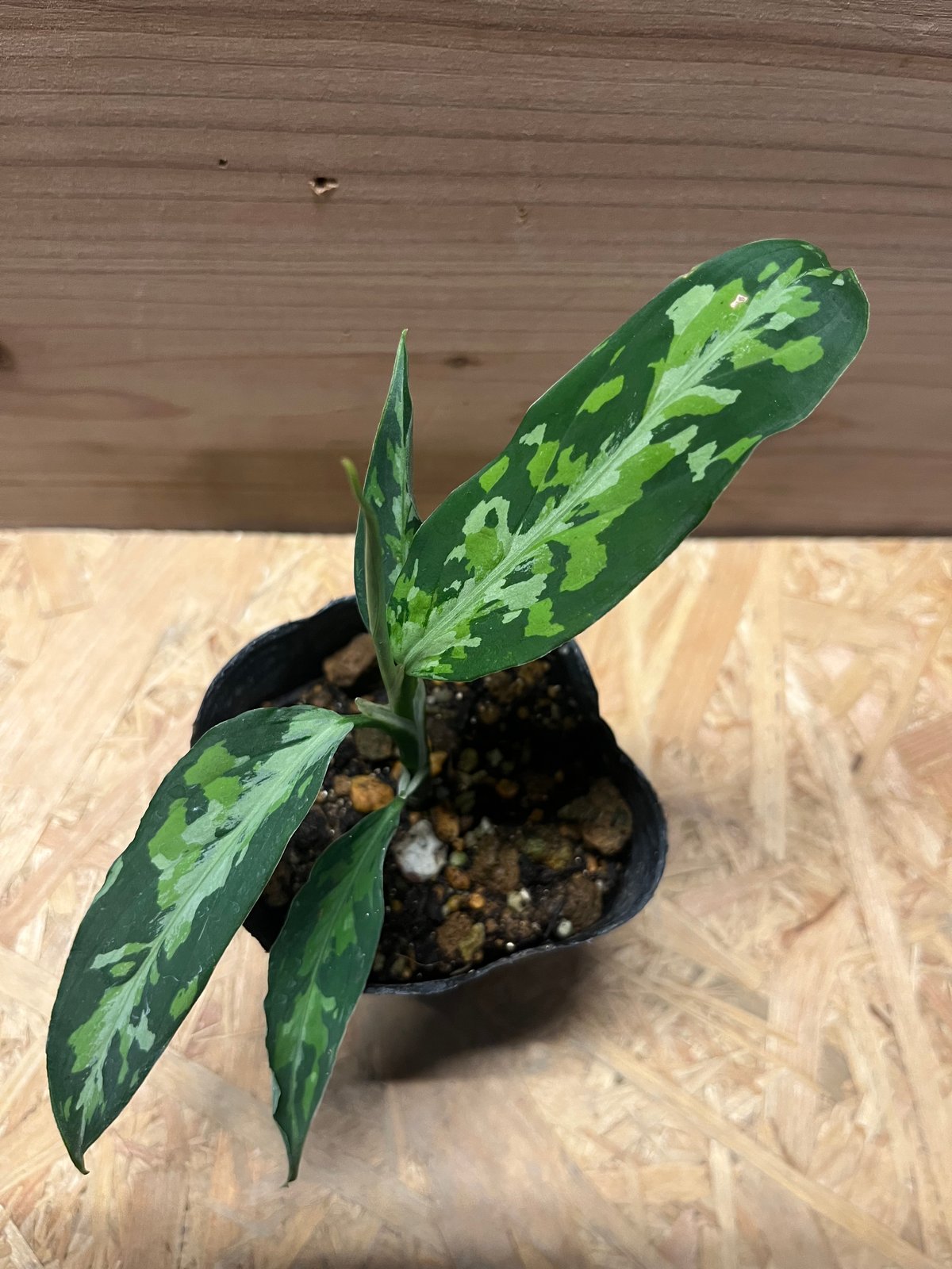 アグラオネマ　タイプ　エウレカ　トリカラー アグラオネマ ピクタム トリカラー エウレカ アグラオネマ ピクタム