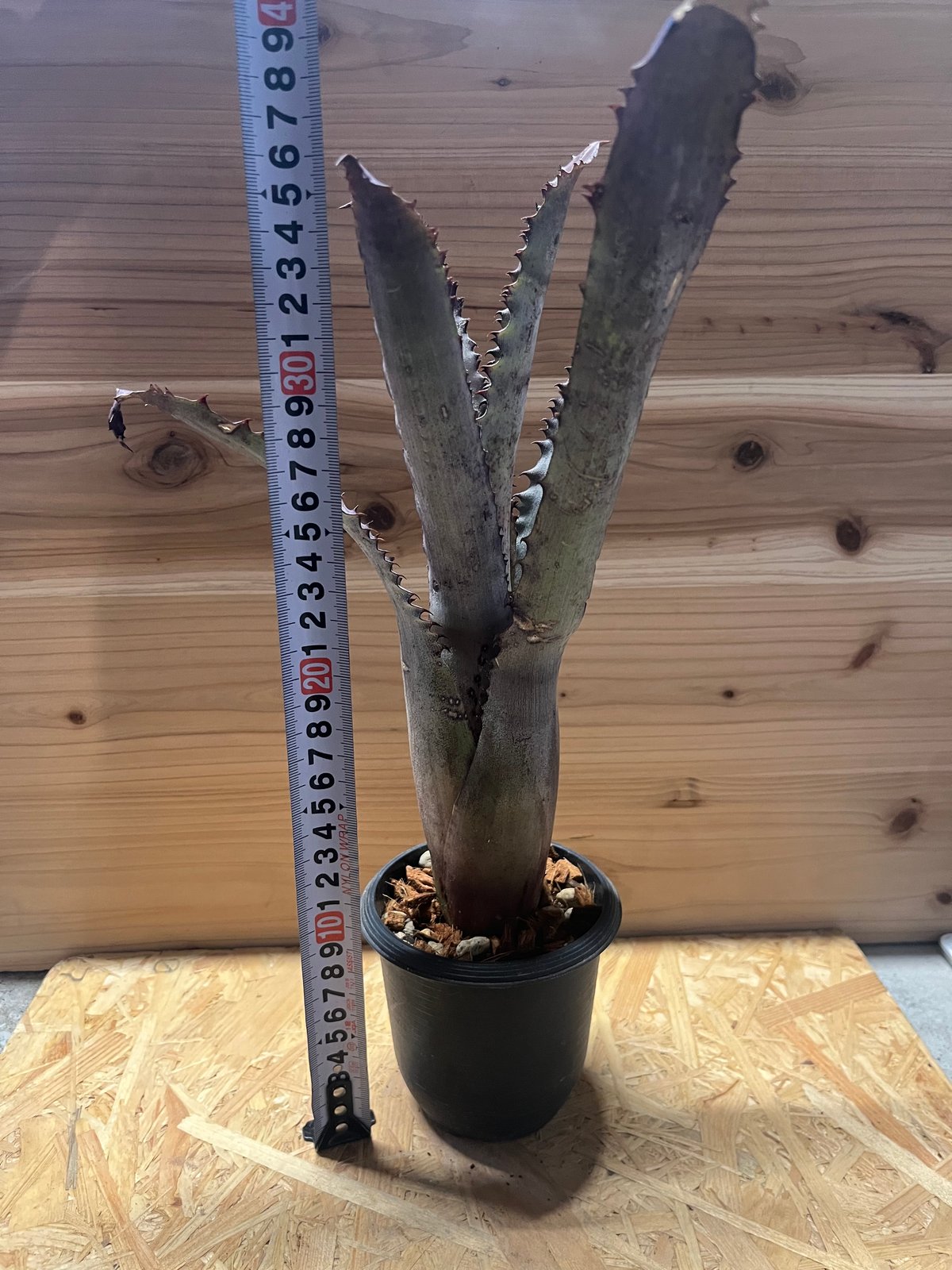 ホヘンベルギア sp.ブラジル | GREEN LUCK