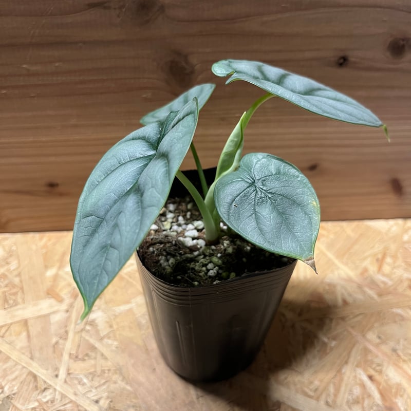アロカシア シルバードラゴン | GREEN LUCK