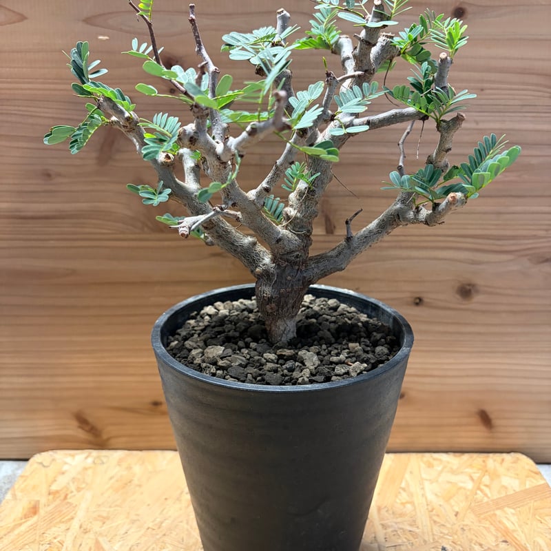 センナ メリディオナリス | GREEN LUCK