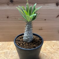 ユーフォルビア サピニー | GREEN LUCK