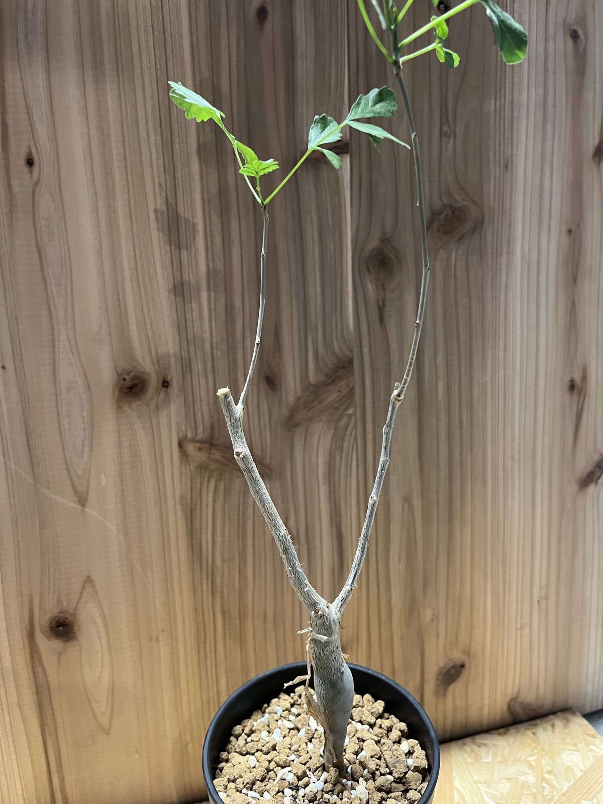 塊根植物 ブルセラ スコレッチテンダリ 塊根植物 ブルセラ スコレッチ