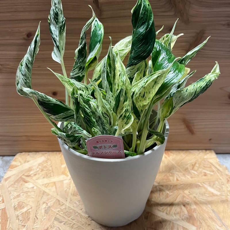 ポトステルノグレース限定1鉢4/30まで販売