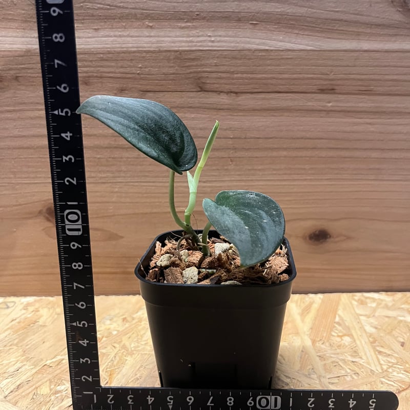 スキンダプサス スーパーブラック ボルネオ | GREEN LUCK