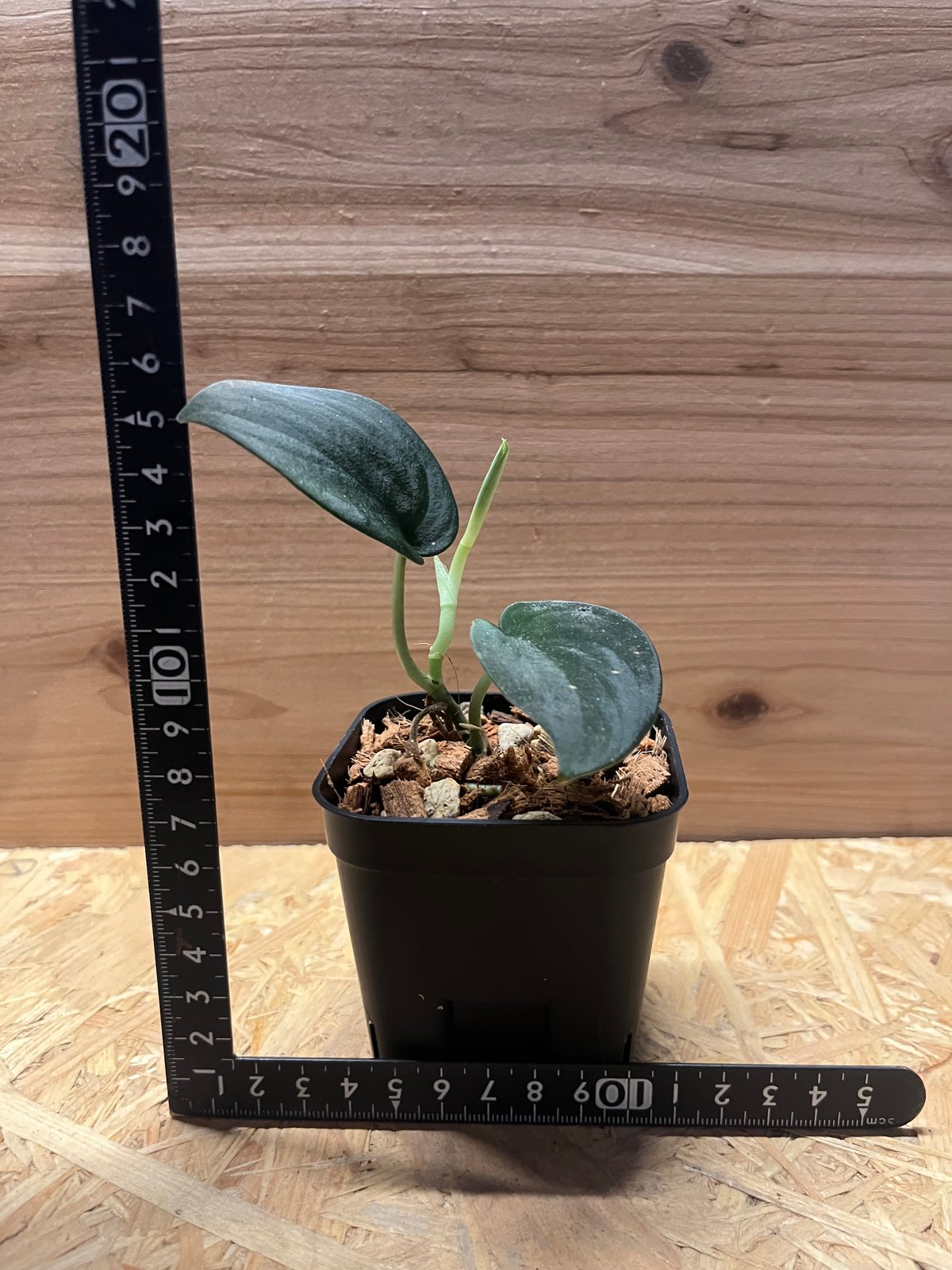 スキンダプサス スーパーブラック ボルネオ | GREEN LUCK