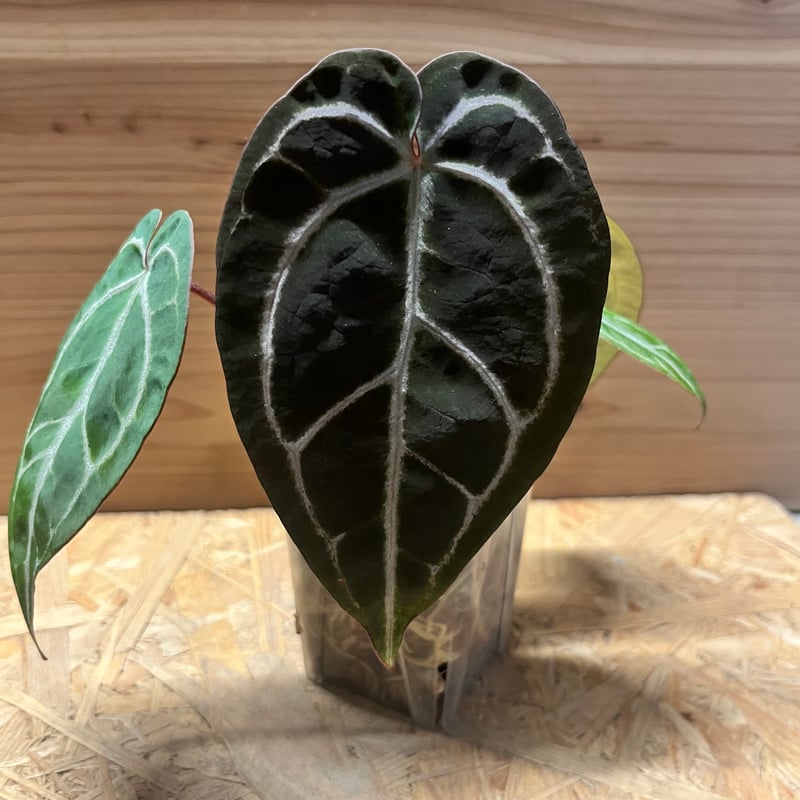 ★超充実株★アンスリウム　kos×red crystalinum 葉数7枚　特大 ☆超充実株☆アンスリウム kos×red crystalinum 葉数7枚 特大 ☆超充実