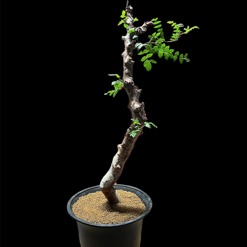 コミフォラ モンストローサ | GREEN LUCK