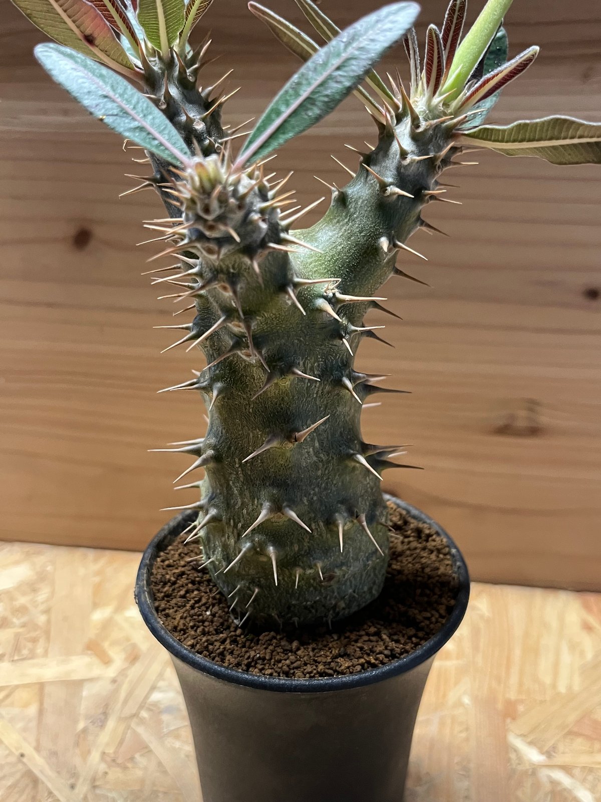 パキポディウム カクチペス | GREEN LUCK