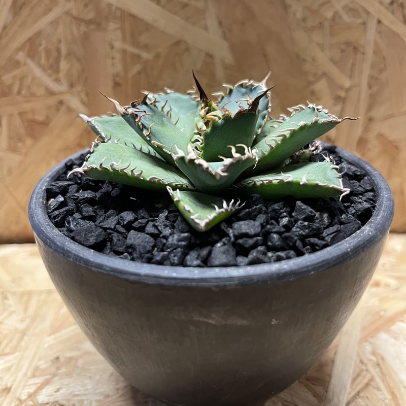 アガベ チタノタ フィリグリー | GREEN LUCK