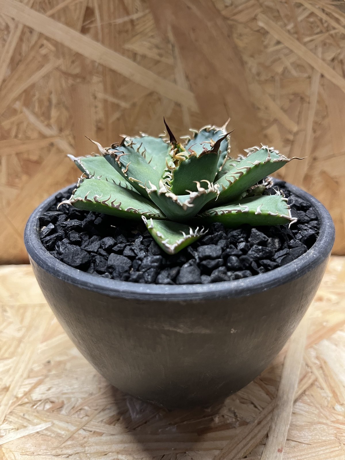 アガベ チタノタ フィリグリー | GREEN LUCK