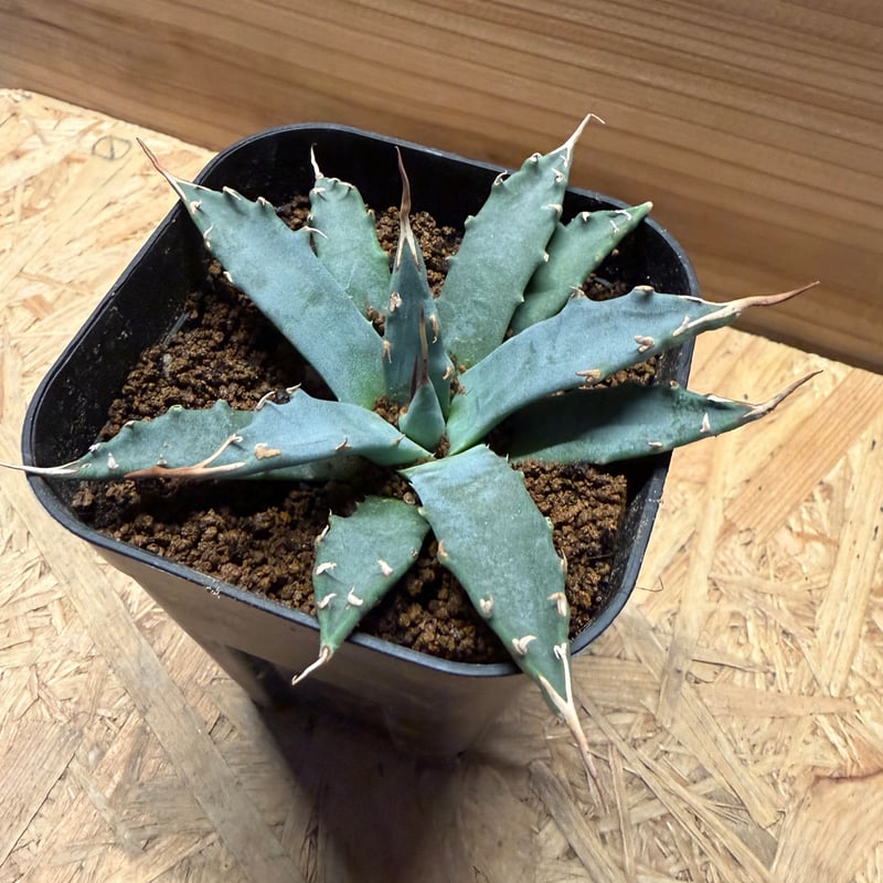 アガベ ユタエンシス エボリスピナ | GREEN LUCK