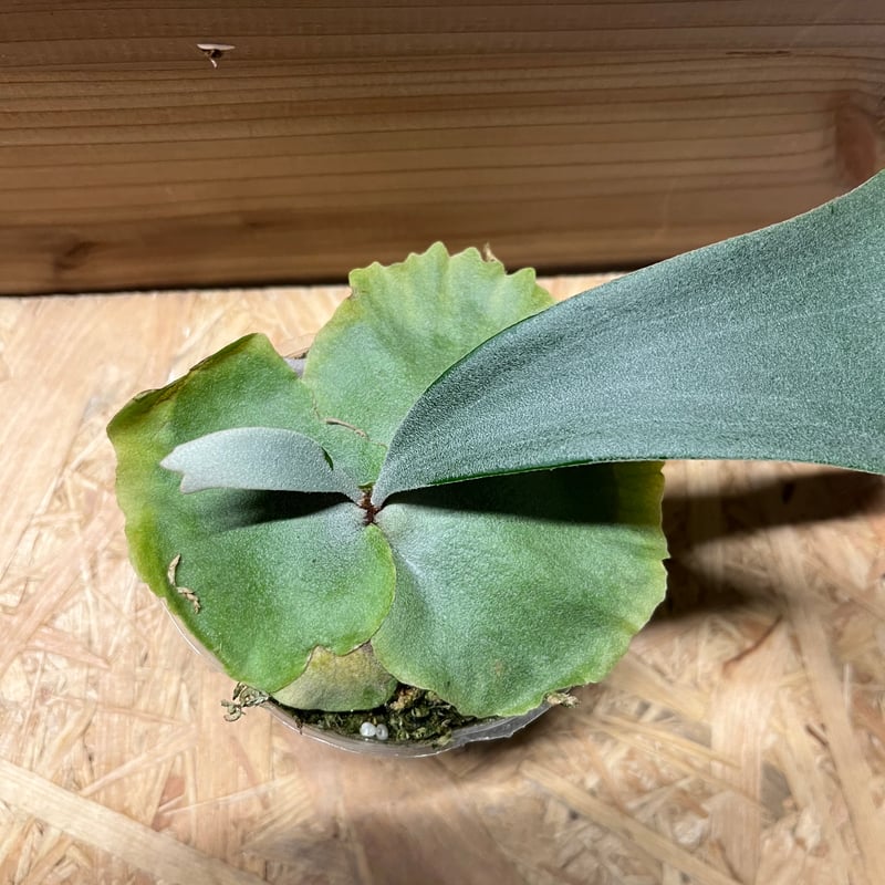 ビカクシダ ウィリンキー×ベイチー | GREEN LUCK