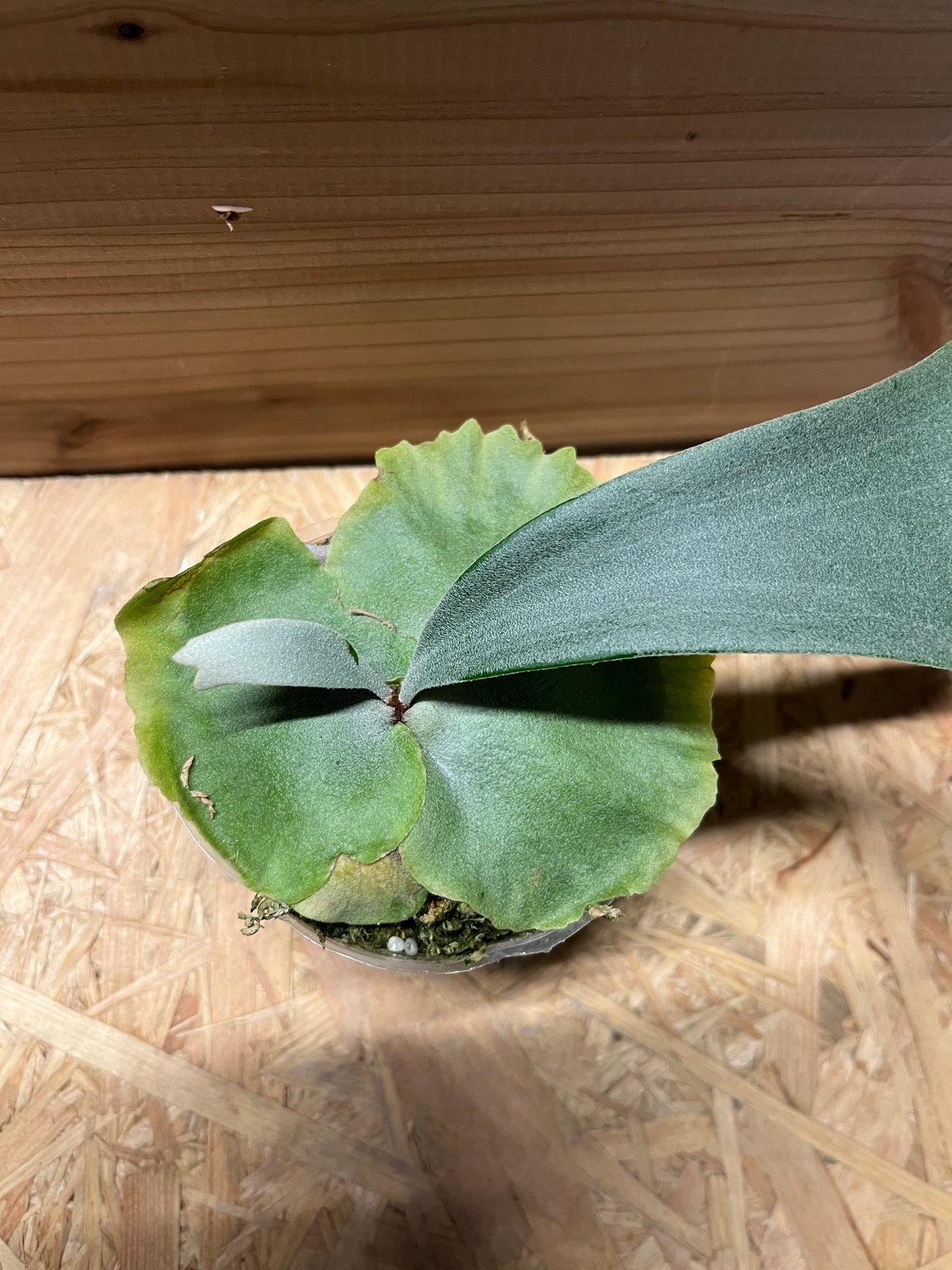 ビカクシダ ウィリンキー×ベイチー | GREEN LUCK