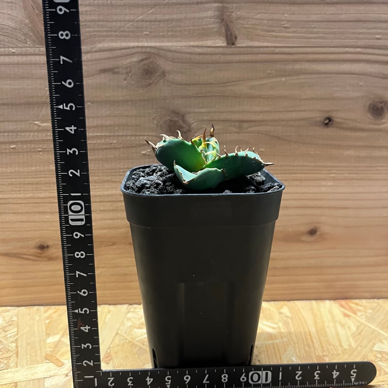 アガベ チタノタ 'NO NAME' | GREEN LUCK