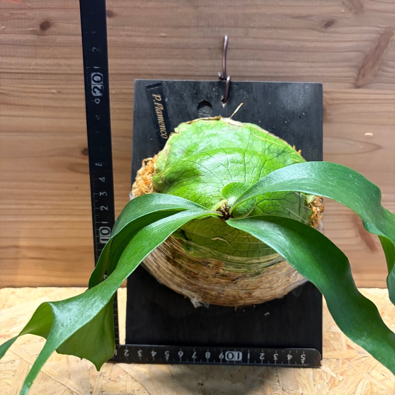 ビカクシダ 'フラメンコ' | GREEN LUCK