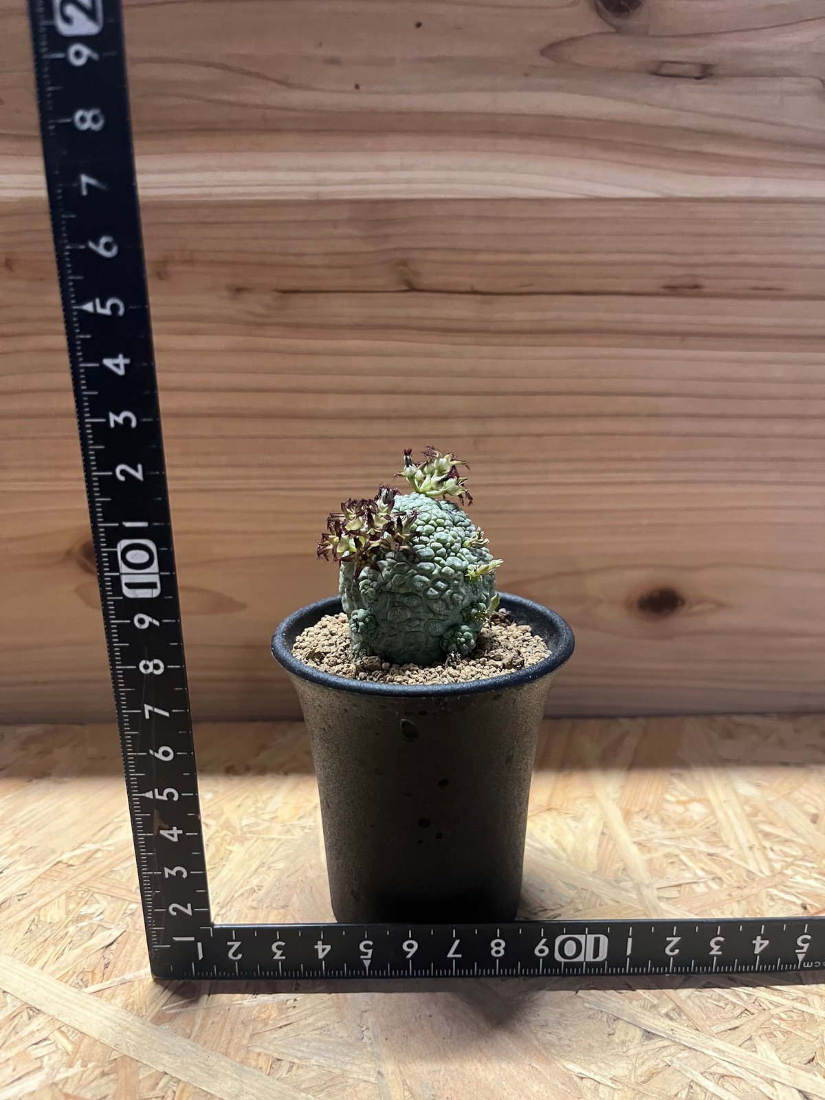 プセウドリトス ミギウルティヌス 鉢植え（大株）⑨ 植物 × 鉢 】プセウドリトス ミギウルティヌス × Valiem GHOST
