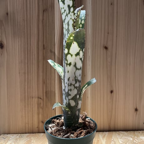 ドミンゴスマルティンス | STORES