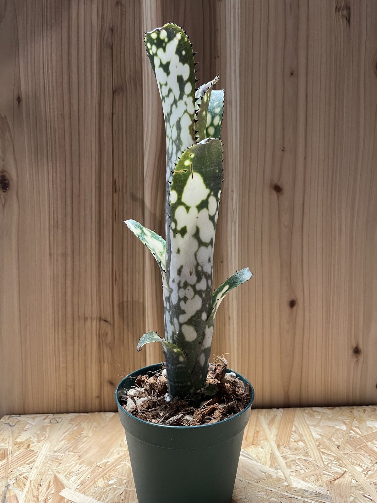 ビルベルギア メリーモナーク Billbergia fit=scale-down,w=1200