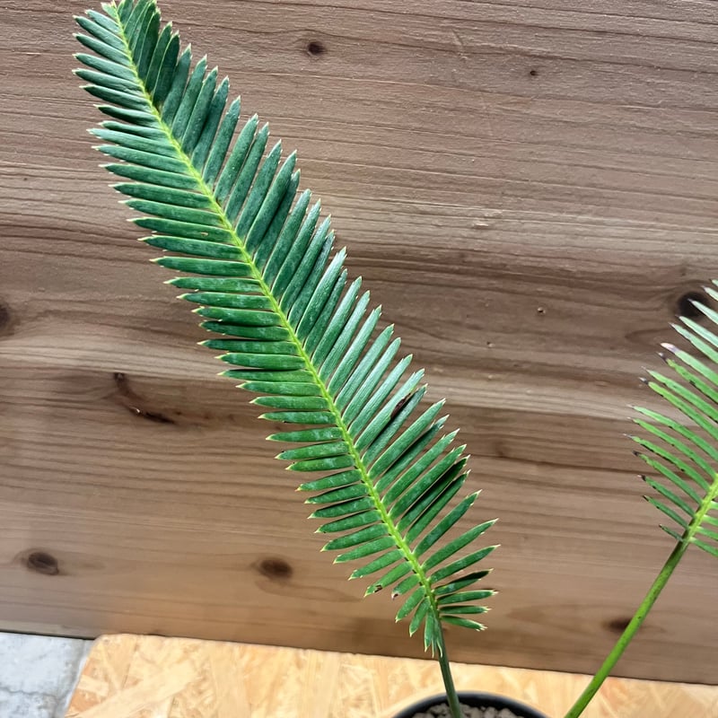 ディオーン エデュレ | GREEN LUCK