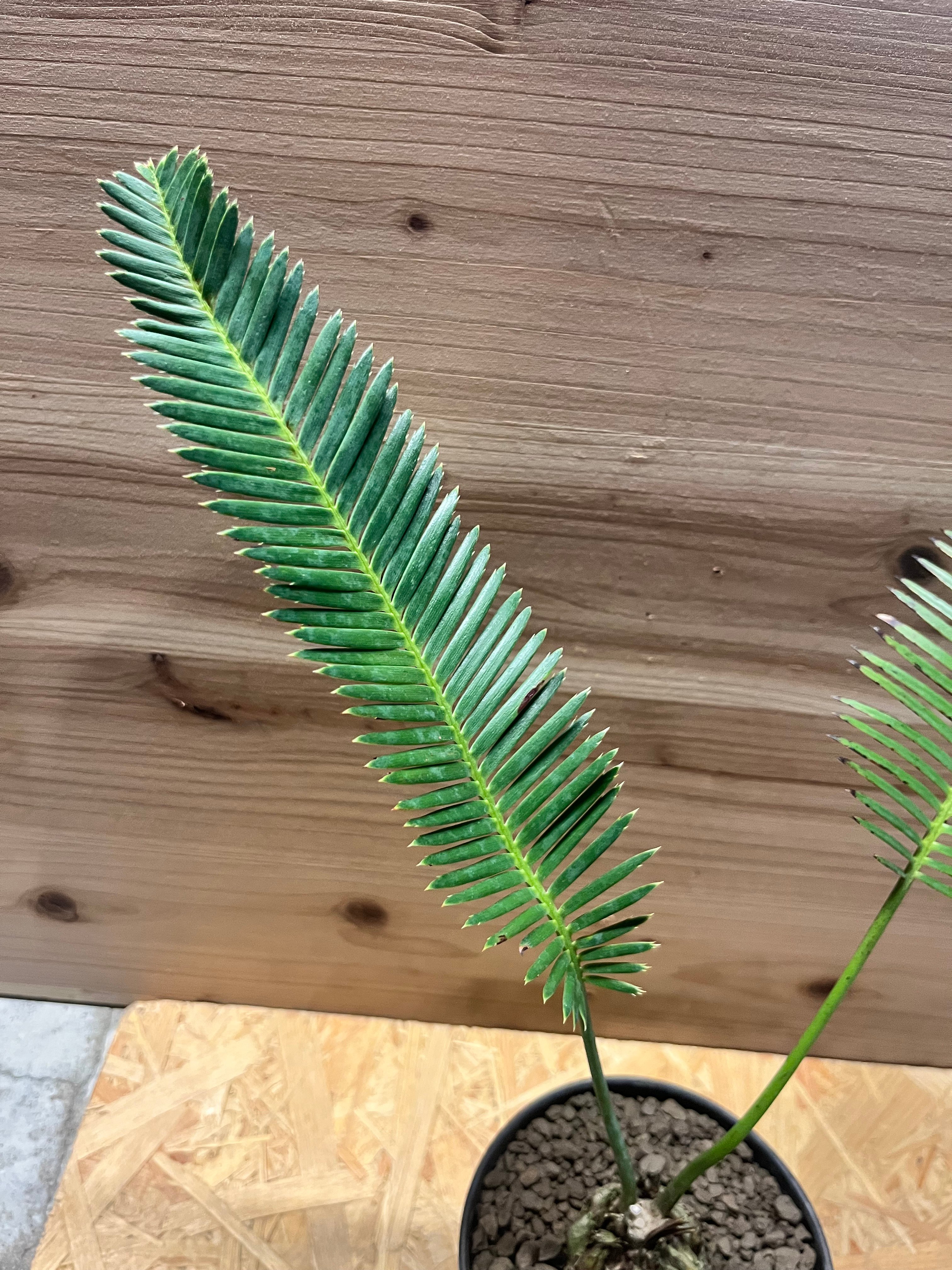 original