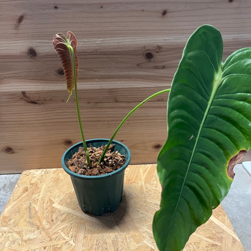 1円スタート】 Anthurium veitchii narrow leaf / アンスリウム