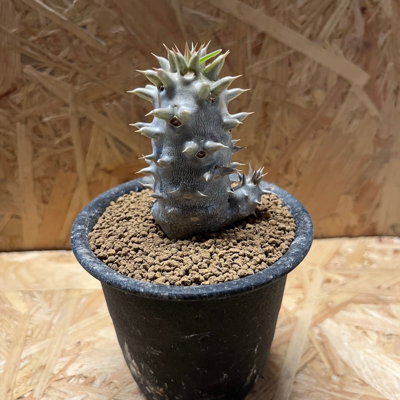 【現品】パキポディウム・デンシフローラム　5号　黒角鉢　（2） パキポディウム・デンシフローラム（Pachypodium densiflorum