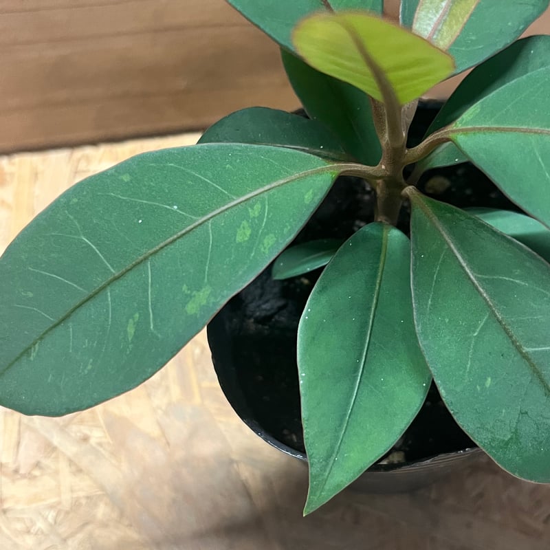 ニーア ビレンス 'ブルーエクアドル' | GREEN LUCK