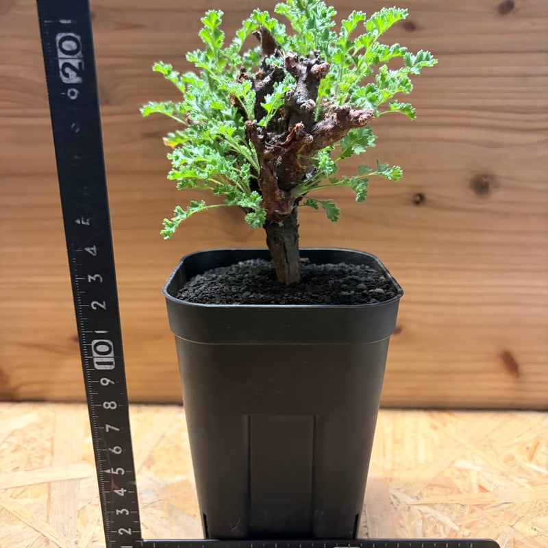 ペラルゴニウム アルテルナンス | GREEN LUCK