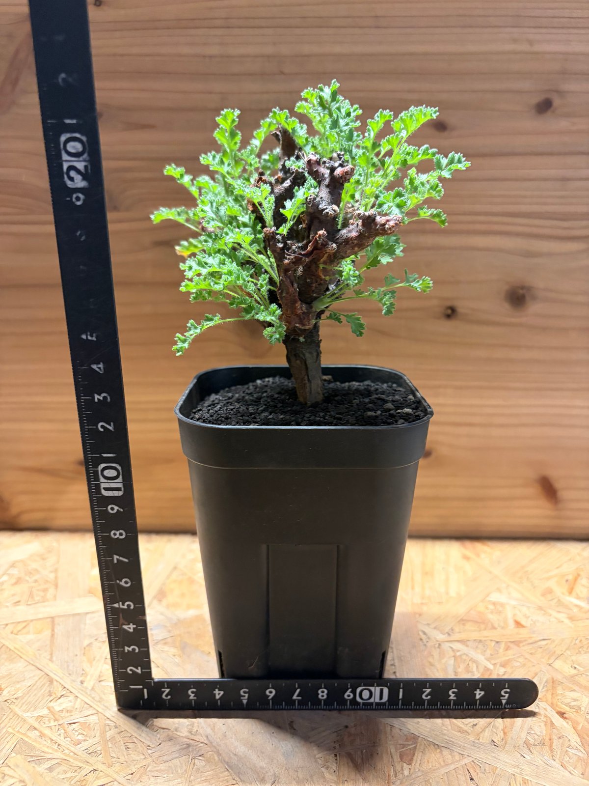 ペラルゴニウム アルテルナンス | GREEN LUCK