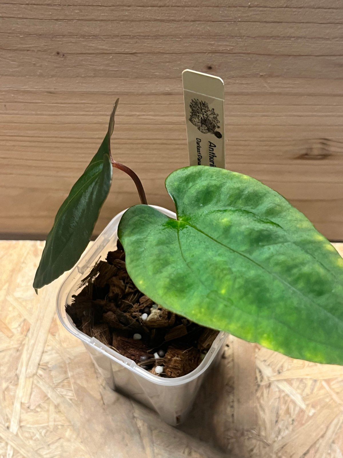 アンスリウム ダーケストパナマ×ソウルリーパー | GREEN LUCK