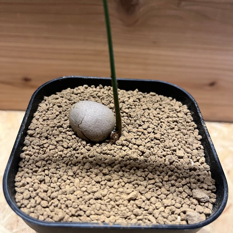 【お盆セール】サイカス・デバオエンシス ① / ソテツ 希少 レア 入手困難 fit=scale-down,w=1200