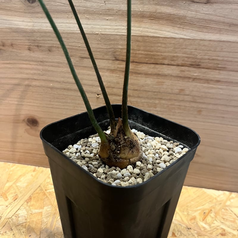 【お盆セール】サイカス・デバオエンシス ① / ソテツ 希少 レア 入手困難 サイカス：デバオエンシス3.5号ポット の通販 | 園芸ネット